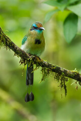 Keel-billed Motmot (Electron carinatum) perching on branch, Costa Rica