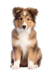 collie puppy isolated on a transparent background, generative ai