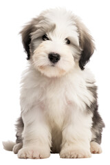 old english sheepdog puppy isolated on a transparent background, generative ai