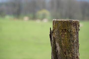 Suche drewno i łąka w tle