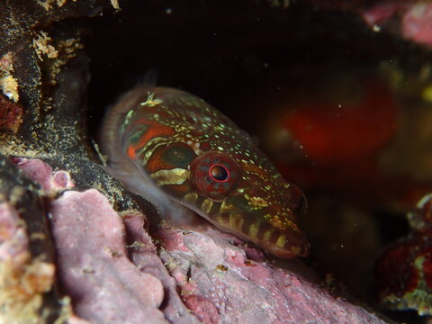 Lepadogaster candolii, chafarrocas