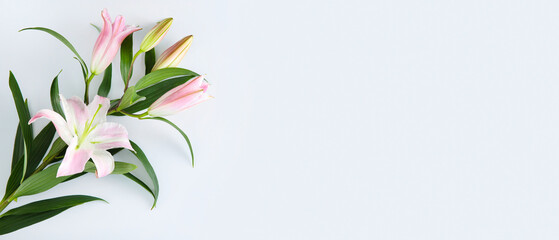 Beautiful lilies on light background with space for text, top view
