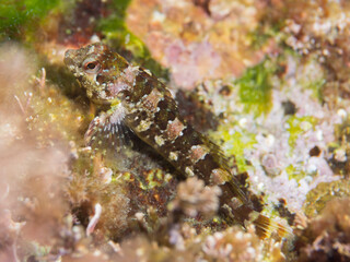Futurra, Lipophrys trigloides