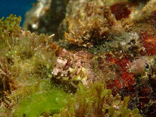 Futurra, Lipophrys trigloides