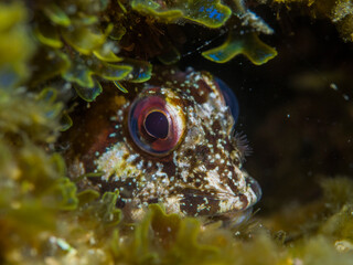 Futurra, Lipophrys trigloides