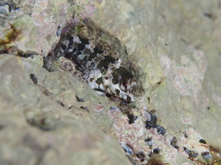 Futurra, Lipophrys trigloides