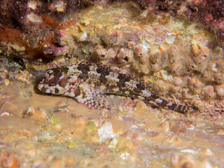 Futurra, Lipophrys trigloides