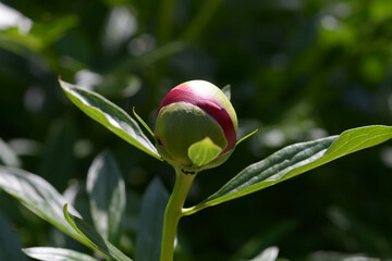シャクヤク・レッドチャームの蕾　シャクヤク
