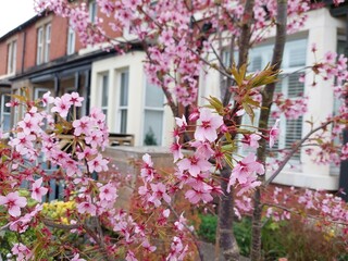 Fototapeta na wymiar Pink cherry blossoms in the front garden of a terraced house in England UK