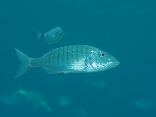 Lithognathus mormyrus, Herrera.