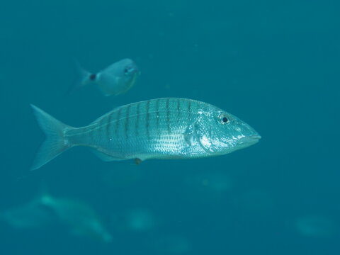 Lithognathus mormyrus, Herrera.