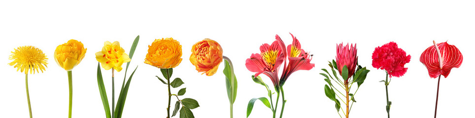 Set of many beautiful flowers on white background
