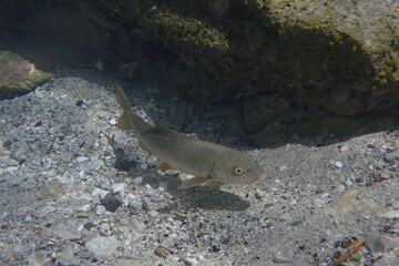 Luciobarbus sclateri, Barbo gitano.