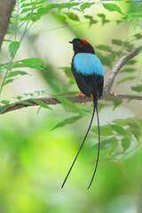  Long-tailed Manakin juvenil 