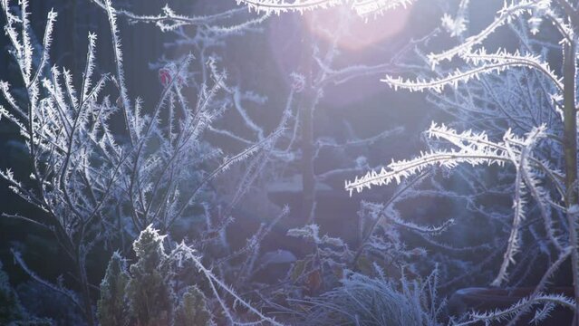 A harsh hoarfrost coats the surface of plants and twigs on a sub-zero December day in a British residential garden. Macro shots of frost crystals caught in early morning sunlight.