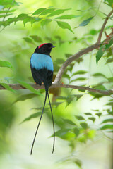 Long-tailed-Manakin