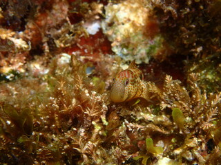 Microlipophrys canevae, blénido de Caneva.