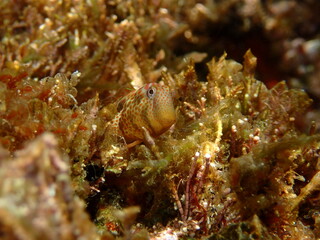 Microlipophrys canevae, blénido de Caneva.