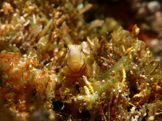 Microlipophrys canevae, bl&eacute;nido de Caneva.