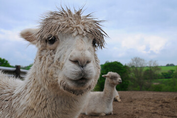 Close up of a white alpaca (Lama pacos) with shaggy hair sat in a field  