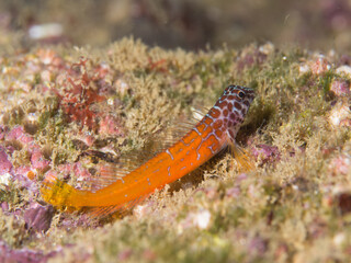 Microlipophrys nigriceps, bl&eacute;nido cabecinegro, babosa de mar.