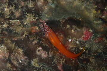 Microlipophrys nigriceps, blénido cabecinegro, babosa de mar.