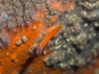 Microlipophrys nigriceps, blénido cabecinegro, babosa de mar.