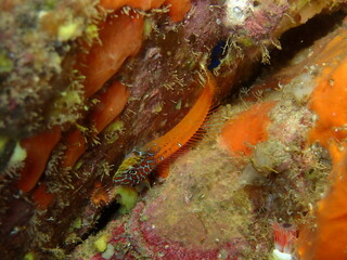 Microlipophrys nigriceps, bl&eacute;nido cabecinegro, babosa de mar.