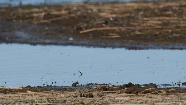 Ruff Philomachus pugnax in the wild. The bird feeds on the river bank.