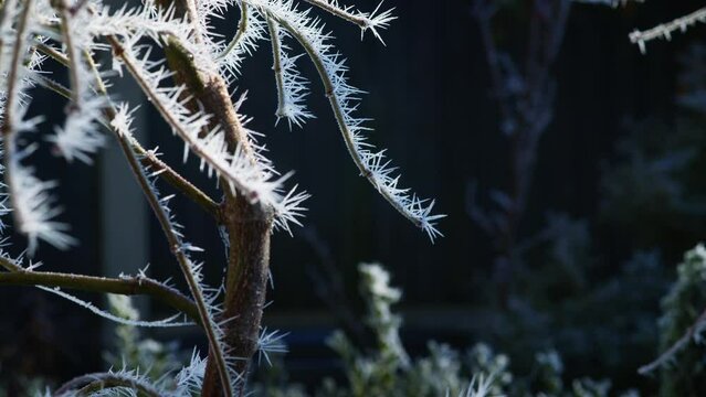 A harsh hoarfrost coats the surface of plants and twigs on a sub-zero December day in a British residential garden. Macro shots of frost crystals caught in early morning sunlight.