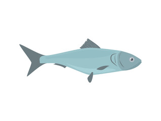 Mackerel for fishing and sea delicatessen, flat vector illustration isolated.