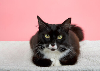 Portrait of a black and white tuxedo cat laying on an off white sheep skin blanket looking directly at viewer. Pink Background. The domestic cat was the second-most popular pet in the U.S.