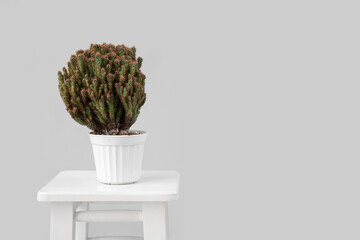 Stool with cacti in pot on grey background