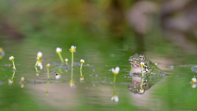 Male Green toad Bufotes viridis calling females. Close up.