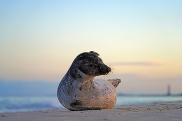 View of a wild pup seal at sunset on the beach in Skagen, Denmark