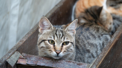 Stray cats huddled together in a large flower pot