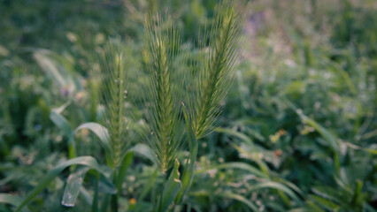 Mouse barley plant - Hordeum marinum wild plant in the forest. Close-up shot of a Hordeum marinum or Dasypyrum villosum plant with a green field background