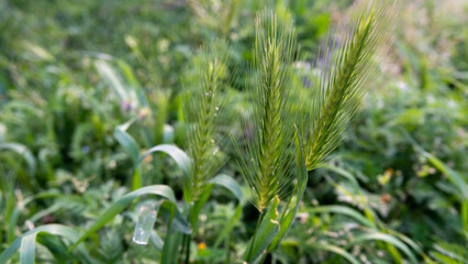 Mouse barley plant - Hordeum marinum wild plant in the forest. Close-up shot of a Hordeum marinum or Dasypyrum villosum plant with a green field background