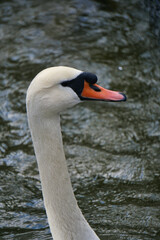 Mute swan Cygnus olor portrait. swan's head close up with lake on the background