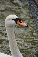 Mute swan Cygnus olor portrait. swan's head close up with lake on the background