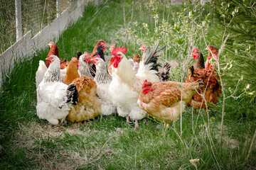 Chickens and rooster feeding on rural barnyard on green grass. Hens on backyard in free range poultry eco farm. poultry farming concept.chicken coop in sunny summer day