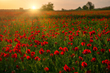 Fototapeta na wymiar Field of poppies at sunset