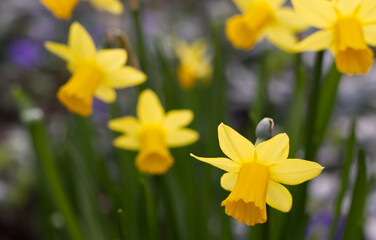 blooming yellow daffodils easter flowers