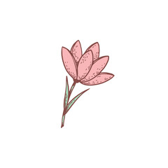 Flower tulip or snowdrop hand drawn sketch vector illustration isolated.