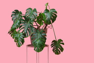 Table with Monstera houseplant on pink background