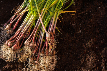 Bio vegetables harvested on a urban garden raised bed. Vegetables laying on a soil ecological...