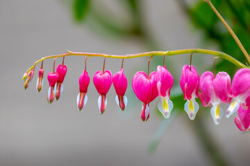 Selective focus of pink flowers, Dicentra known as bleeding-hearts is a genus of eight species of herbaceous plants with oddly shaped, Dicentra formosa blooming in the garden, Nature floral background