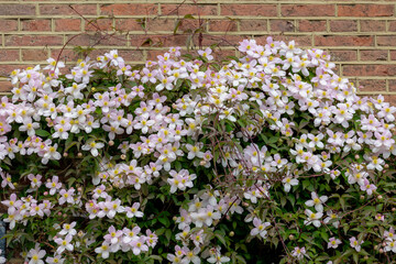 Selective focus of white pink flower Anemone clematis climbing on the bricks wall in the garden, Clematis montana is a flowering plant in the buttercup family Ranunculaceae, Nature floral background.