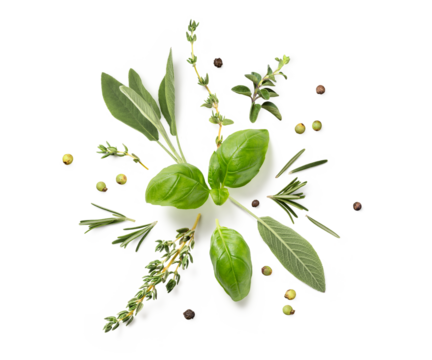 round herb ornament made of various fresh Mediterranean herbs laid out in a circle, isolated food / cooking design element with transparent background and subtle natural shadows, top view / flat lay