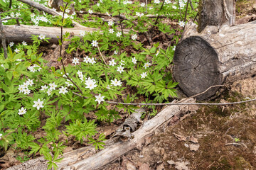 The first white forest spring flowers near a sawn dried tree.